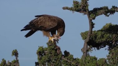 Taze bir kartal kurumuş bir et parçasını yemeye çalışır..