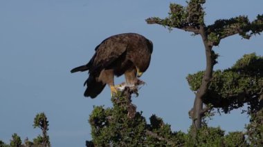 Taze bir kartal çok kuru bir deriyi yiyor..