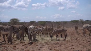 Aç Doğu Afrika antilopları ve zebralar Samburu parkında kurutulmuş buğday saplarıyla besleniyorlar. 