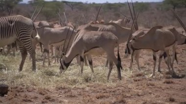Samburu parkında kurutulmuş buğday saplarıyla beslenen aç Doğu Afrika antilopları ve zebra hayvanları 