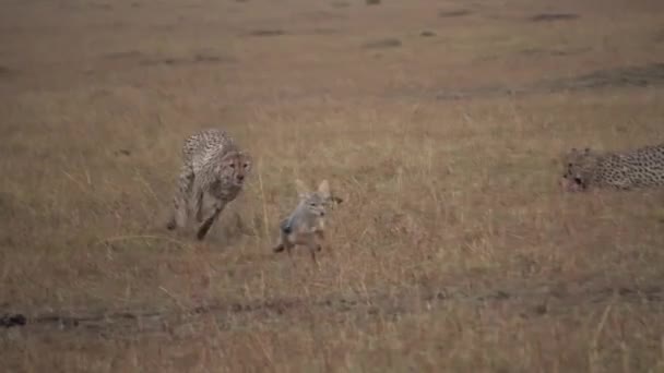 Cheetah Chases Away Black Backed Jackal His Kill — Vídeos de Stock