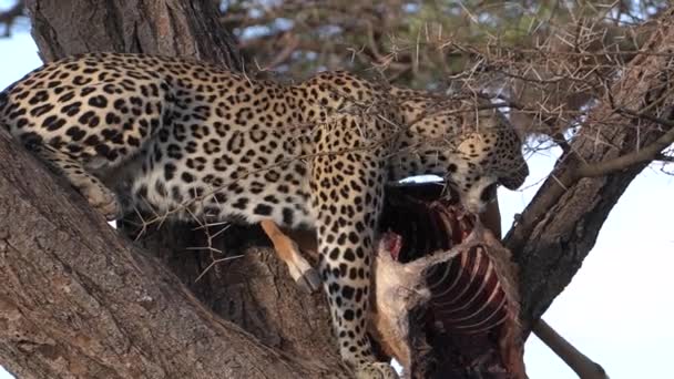 Leopard Eats Comfortably Tree — Stock Video