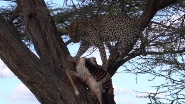 Egy Leopárd Megmenti Zsákmányát Attól Hogy Leessen Egy Faágról — Stock videók