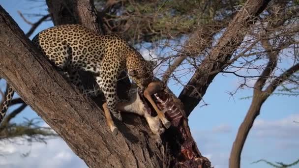 Leopard Enjoys Meal Peacefully Top Tree — Stock Video