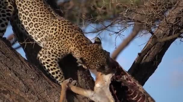 Μια Λεοπάρδαλη Μετακινεί Θήραμά Της Καλύτερη Θέση Ένα Δέντρο — Αρχείο Βίντεο
