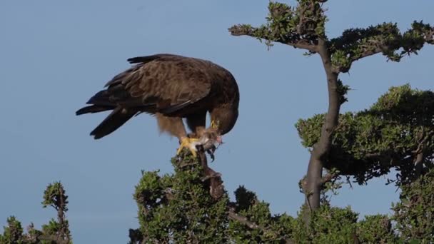 Tawny Eagle Tries Eat Old Dried Piece Meat — Video