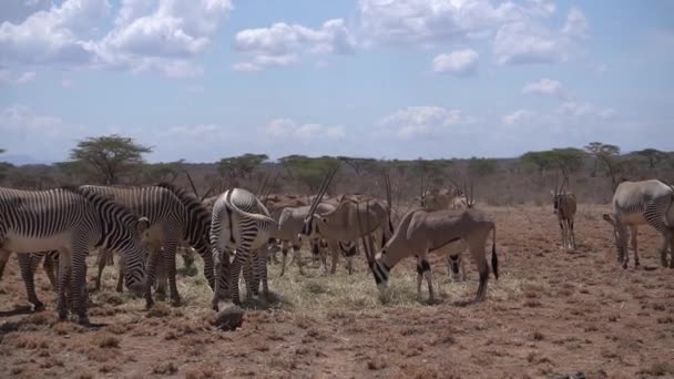 Hungriga Ostafrikanska Oryx Och Zebror Som Utfodras Med Torkade Vetestammar — Stockvideo