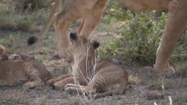  Bir aslan yavrusu annesinin memelerini bulur ve emzirmeye başlar..