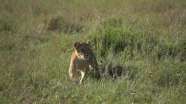 Yalnız bir aslan yavrusu otların arasında güvenle yürüyor.
