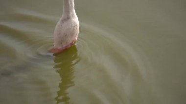 Bir flamingoya aşırı yaklaşmak, göldeki yiyecekleri filtrelemek....