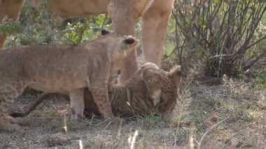 birlikte oynayan küçük Aslan yavruları.