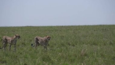 İki çita kardeş, Mara ovalarında avlarını arıyorlar.
