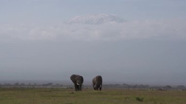 Arka planda Kilimanjaro ile kameraya doğru yürüyen iki erkek fil..