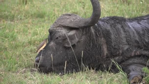 Buffalo Stands Chases Away Bird His Nose — Stock Video