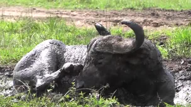 Een Buffel Een Modderpoets Gebied Krabt Zichzelf — Stockvideo