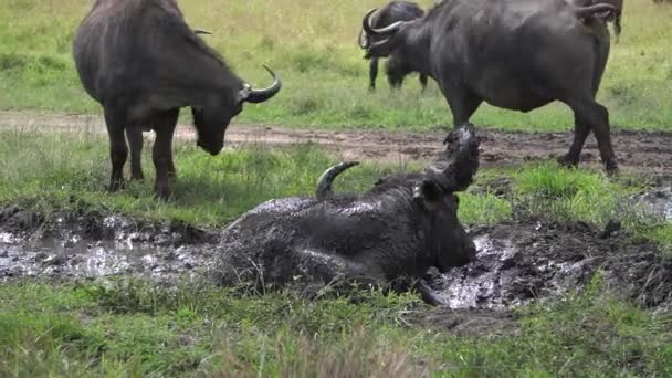 一头水牛在泥浴中打滚 — 图库视频影像