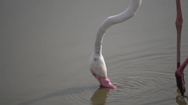 Flamingo Ukazující Účet Filtrovat Jídlo Vody — Stock video
