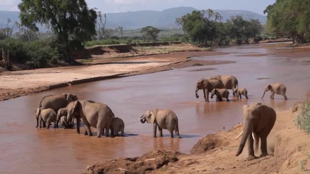 Eine Gruppe Elefanten Fröhlicher Stimmung Einem Fluss — Stockvideo