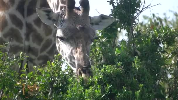 Una Giraffa Vicino Che Mangia Foglie Albero — Video Stock
