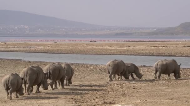 Группа Семи Носорогов Выстраивается Линию Следуя Лидером Водопою — стоковое видео