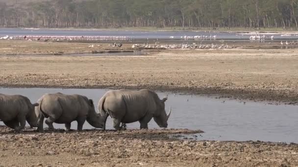 Grupo Rinocerontes Blancos Intentan Cruzar Pequeño Lago — Vídeo de stock