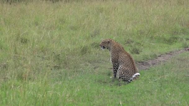 Leopardo Usando Cola Para Demostrar Que Está Viendo Una Presa — Vídeo de stock