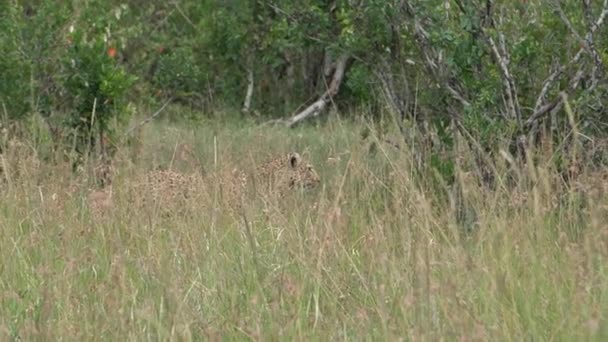 彼は獲物を茎として背の高い草の中に完全にカモフラージュヒョウ — ストック動画