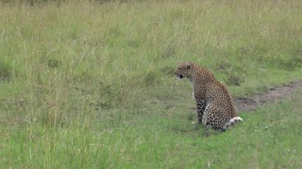 Leopardo Está Emocionado Ver Una Presa Comienza Mover Cola — Vídeo de stock