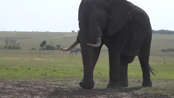 Very Big Bull Elephant Extreme Close — Stock Video