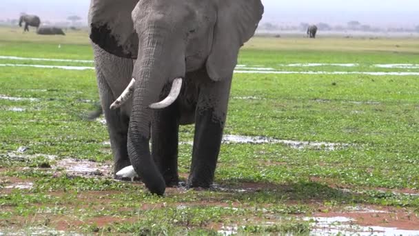Elefant Confruntă Camera Timp Își Curăță Mâncarea Înainte Mânca — Videoclip de stoc
