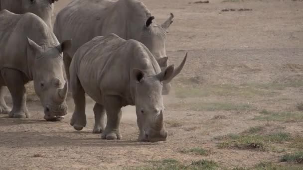 Zbliżenie Grupy Białych Nosorożców Idących Kierunku Kamery — Wideo stockowe