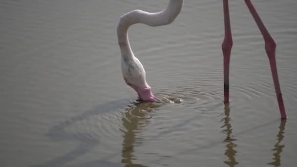 Ekstremalne Zbliżenie Ust Flaminga Filtrującego Jedzenie — Wideo stockowe