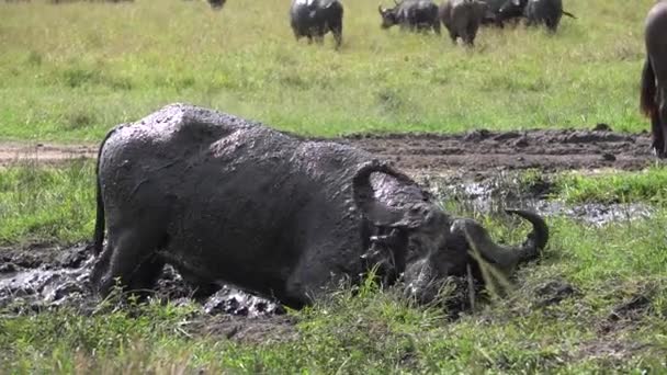 Buffalo Louco Tomando Banho Uma Lagoa Com Muitas Moscas Redor — Vídeo de Stock