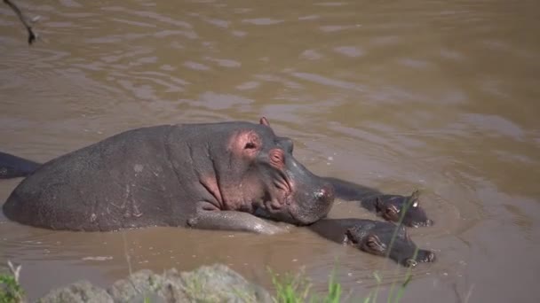 Hipopotamy Pozycji Godowej Wodzie — Wideo stockowe
