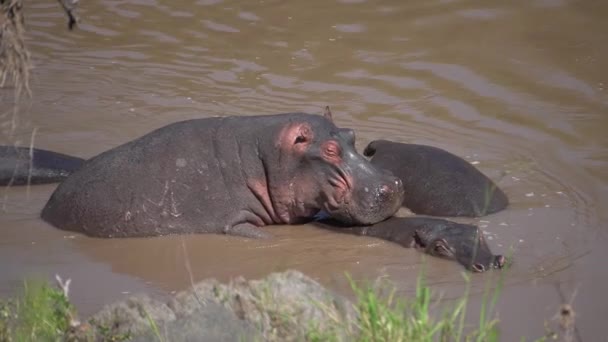 Hippos Accouplement Intérieur Eau Tandis Que Autres Interrompent — Video