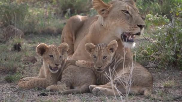 母ライオンと2匹の子ライオン — ストック動画