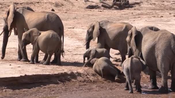 Tempo Gioco Gli Elefanti Accanto Fiume — Video Stock