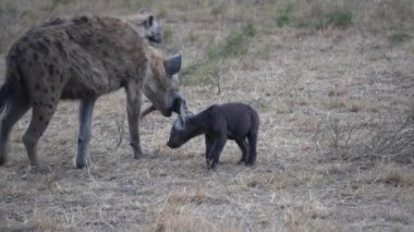 Bir anne sırtlan çocuklarına çarpacak bir kemik gösterir..