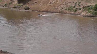  Zebralar nehri geçerken timsahlar izliyor..