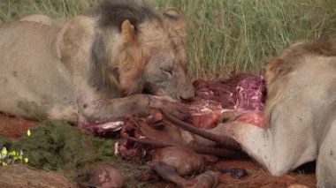 Genç bir aslanın Afrika antilobunu yemesine yakın..