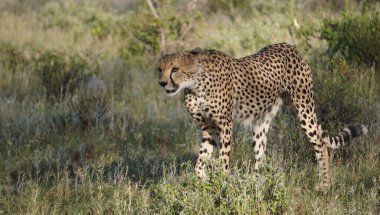  cheetah pose in alert mode clipart