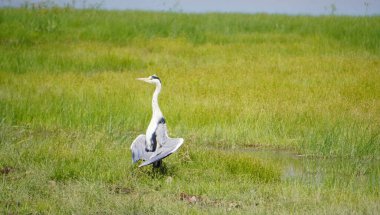  Heron kanatlarını indiriyor..