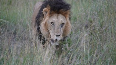 Bir aslanın keskin gözleri..