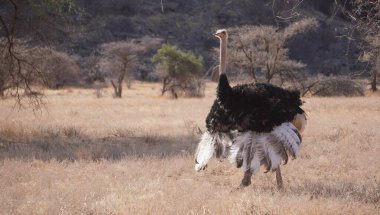Çalılıklarda erkek devekuşu.
