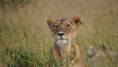  Dişi aslanın üzgün yüzü