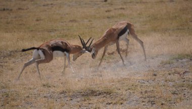 r.Thompson gazelles fighting clipart