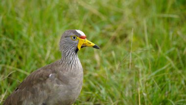 Siğilleri gösteren pulluk..