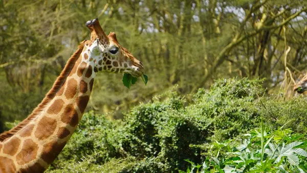 Zürafa parkta yaprak yiyor.
