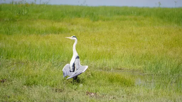  Heron kanatlarını indiriyor..