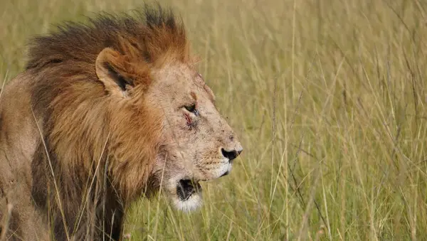  Bir kavgada yaralanmış aslan..
